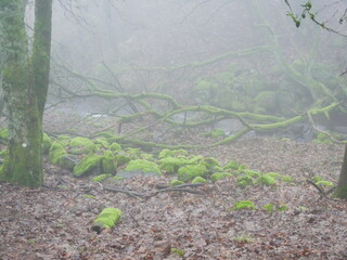 Baeume mit Moos in dickem Nebel