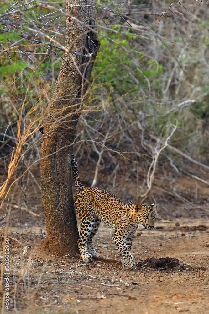 Poster The Sri Lankan leopard (Panthera pardus kotiya) young female marking the territory. Typical behavior of a territorial animal. Young female checking her territory.