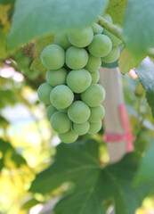 Fresh grapes that have not yet ripened.