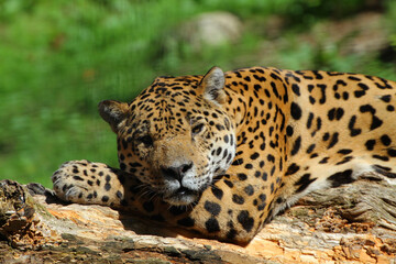 Jaguar (Panthera onca)  Raubtier ruht auf Baumstamm 