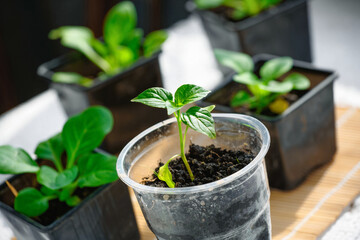 Seedlings of young green pepper close-up. Small green sprouts in containers.