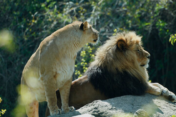 Löwe (Panthera leo) mit Weibchen auf Fels