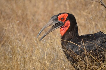 Ground Hornbill walking in long grass