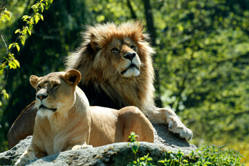 Löwe (Panthera leo) mit Weibchen auf Fels