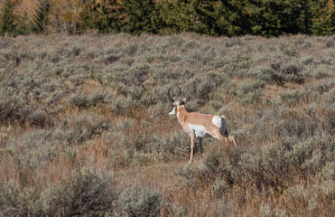 Naklejka na ściany i meble Pronghorn Antelope Buck in Fall in Wyoming
