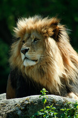 Plakat Löwe (Panthera leo) Männchen, Portrait