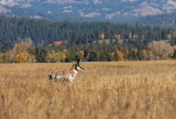 Pronghorn Antelope Buck in Fall in Wyoming