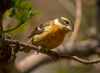 Female Black-headed Grosbeak