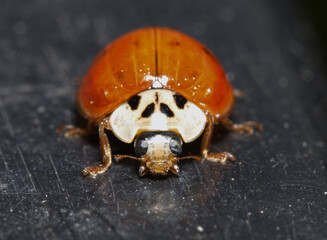 close up of ladybird in macro