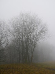 Obraz na płótnie Canvas Baeume in dickem Nebel