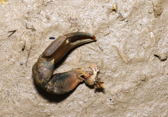 crab claw detached lying on sand 