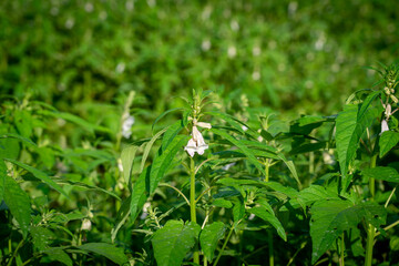 The sesame flower blooming in day light.