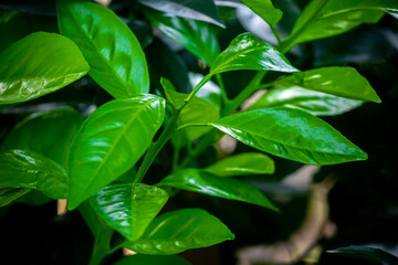 Natural Green leaves Background. Evergreen artistic natural views.