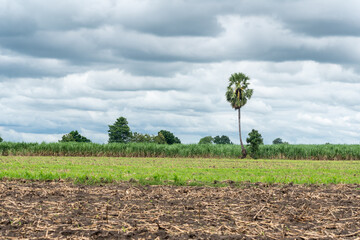 The lonely palm tree in cloudy day at Khao Kala, Nakhon Sawan.