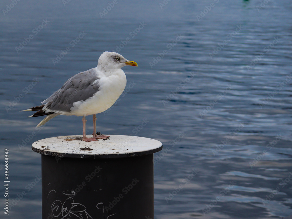 Wall mural A seagull in Kiel's port