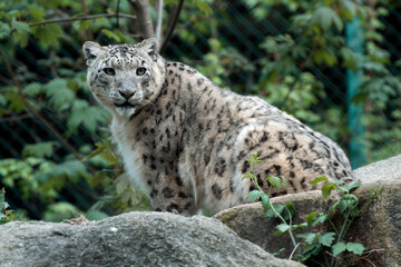 Schneeleopard, Irbis oder Unze (Panthera uncia) Großkatze, Raubtier