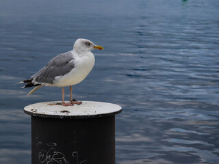 A seagull in Kiel's port