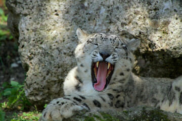 Schneeleopard, Irbis oder Unze (Panthera uncia) Großkatze, Raubtier