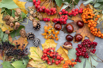 Obraz na płótnie Canvas Оn autumn leaves are are plants of a green pharmacy, used in alternative medicine - calendula flowers, rose hips, hawthorn and chestnut, viburnum, elderberry, mountain ash, pine cones and hop cones.