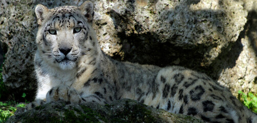 Schneeleopard, Irbis oder Unze  (Panthera uncia), Raubtier liegt am Boden, Panorama
