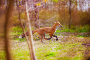Young fox in the reserve, safe, enjoying life surrounded by nature, running and resting