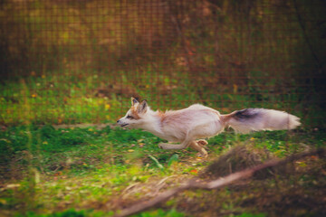 Young fox in the reserve, safe, enjoying life surrounded by nature, running and resting