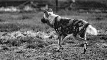 Obraz premium Lycaon