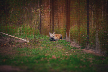 Young fox in the reserve, safe, enjoying life surrounded by nature, running and resting