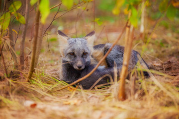 Young fox in the reserve, safe, enjoying life surrounded by nature, running and resting
