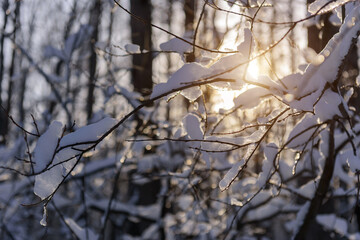 Close-up view of bare tree branches covered with snow on a frosty sunny day.  Snowy branches with ice crystals in sunlight. Winter background.