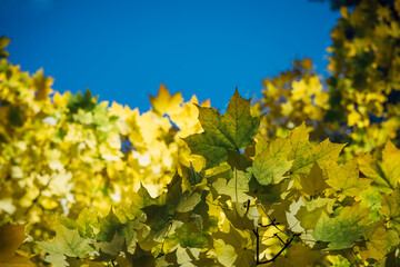 Canadian maple tree branches with fall yellow leaves against clear blue sky in sunlight. Colorful autumn background with copy space. Autumnal concept.