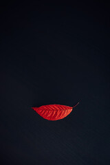 Bright autumn leaf looks like a woman's red lips on black wooden background. Close up of leaf with copy space. Abstract image for advertising products.