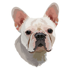 White French Bulldog vector image. Portrait