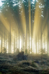 Foggy spruce forest in the morning.
Misty dawn with strong sun beams in a forest in Germany, Rothaargebirge. High contrast and backlit scene.