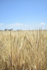 Ripe Wheat Field