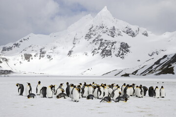 King penguins in snow in front of the mountains of South Georgia Island