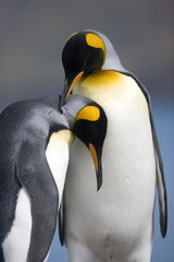 King penguin lovers on South Georgia Island - 386687129