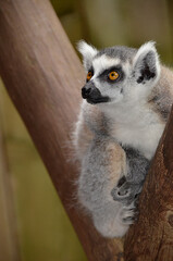 lemur standing on a tree and then screams