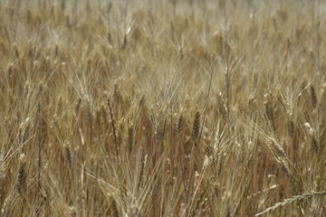 Fototapeta premium Ripe Wheat Field