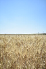 Ripe Wheat Field