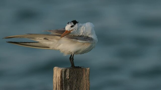 Greater crested tern preening perched on wooden log