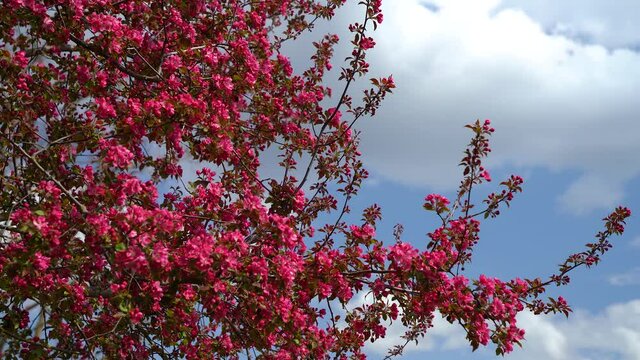 Zweige von einem rot bl&uuml;henden Zierapfelbaum - von unten gegen den Himmel