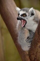 lemur standing on a tree and then screams