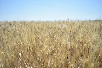 Ripe Wheat Field