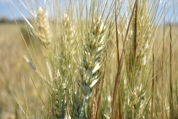 Ripe Wheat Field