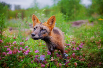 Fox in nature in its natural habitat resting after hunting