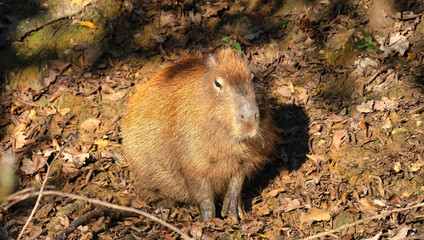 Capybara