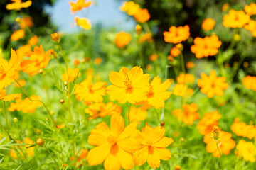 Obraz premium Bright yellow cosmos flowers in the warm winter sun.