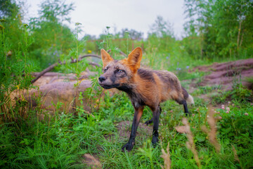 Fototapeta premium Fox in nature in its natural habitat resting after hunting