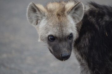 Baby hyena close up face